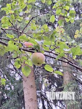 Дом 23м², 1-этажный, участок 8 сот.  